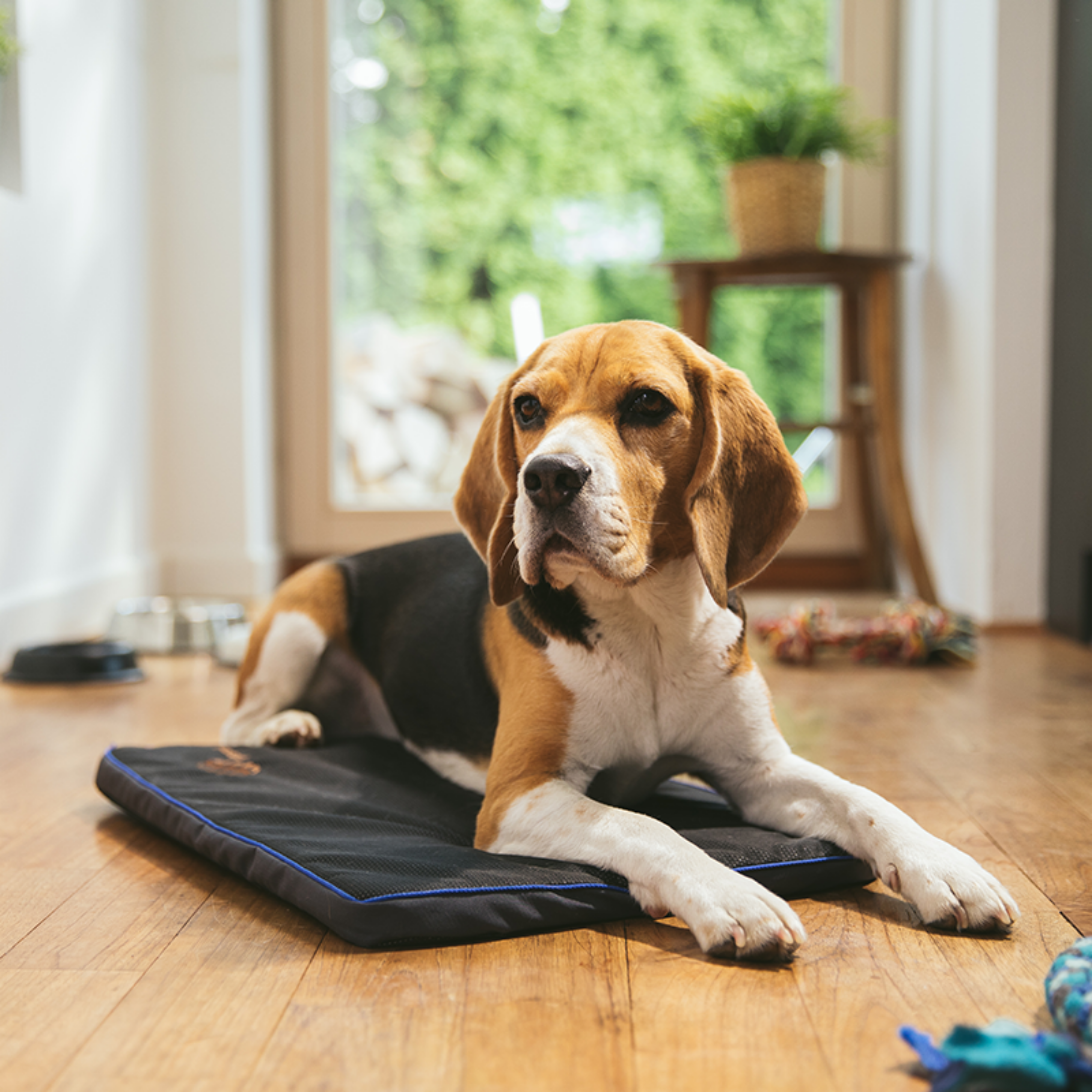 Beagle lying on a black Petspemf Pad with blue edge piping on a wooden floor indoors